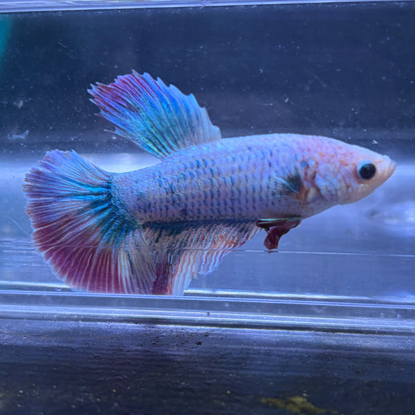 Super Delta Tail Male Betta 3.5cm (I) Shorter Fin