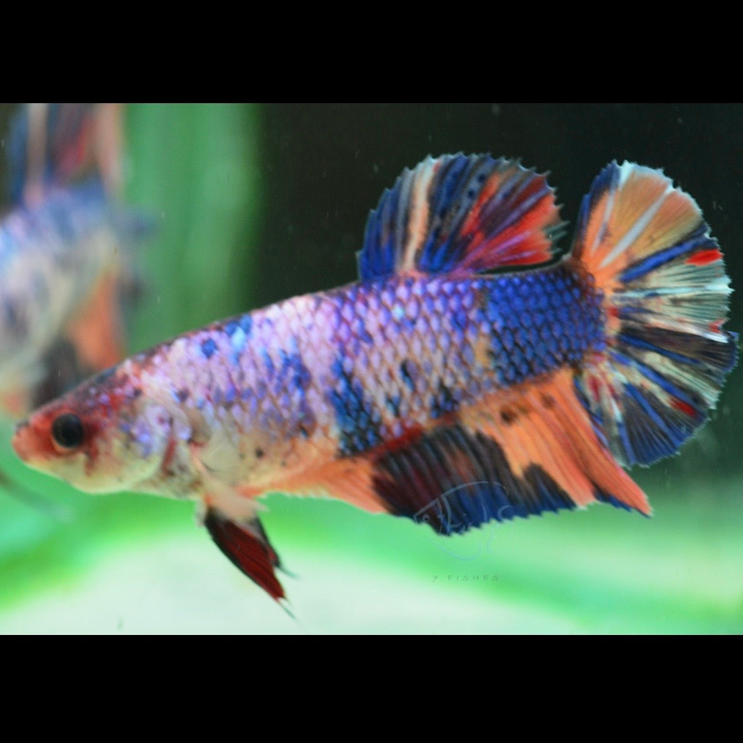 Giant HMPK Female Betta 5cm