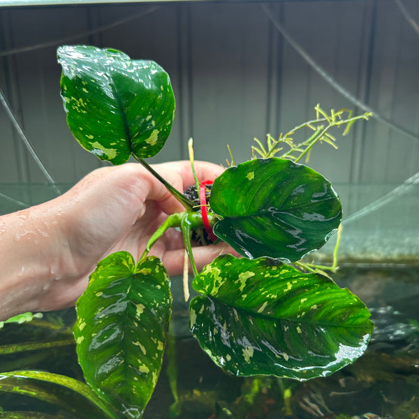 Anubias King Var ★