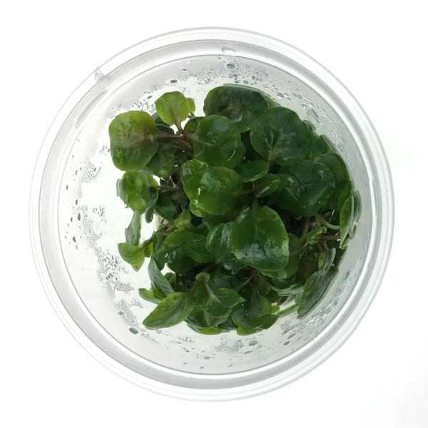 Lobelia Cardinalis - Tissue Culture