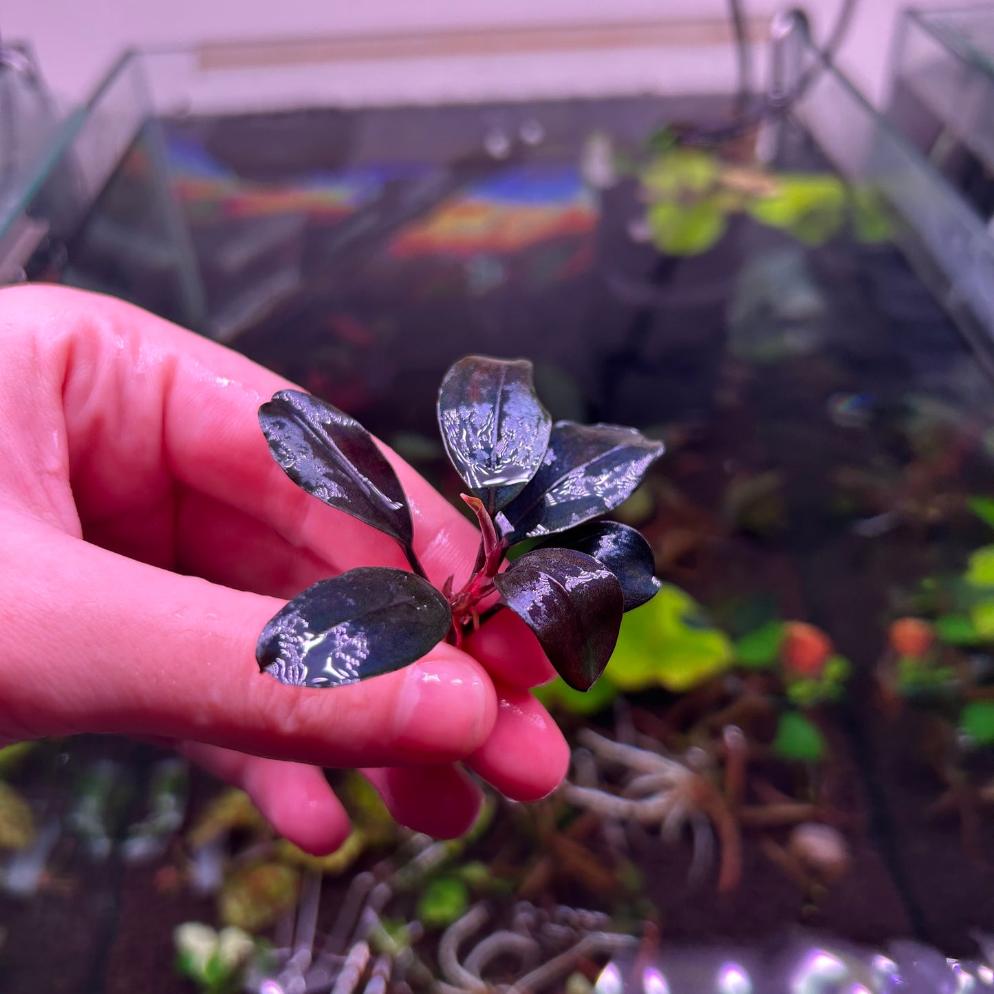 Bucephalandra Pandora Queen - Submersed grown 4-5 leaf + cutting