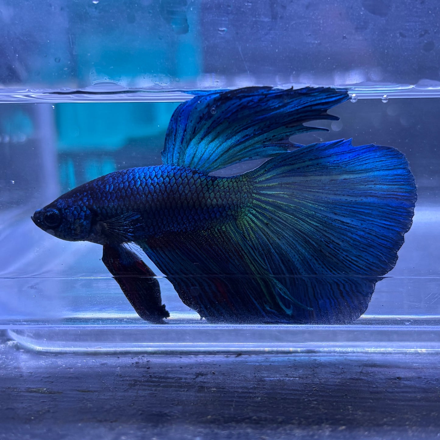 Super Delta Male Betta (Blue) Example Only - Few Available