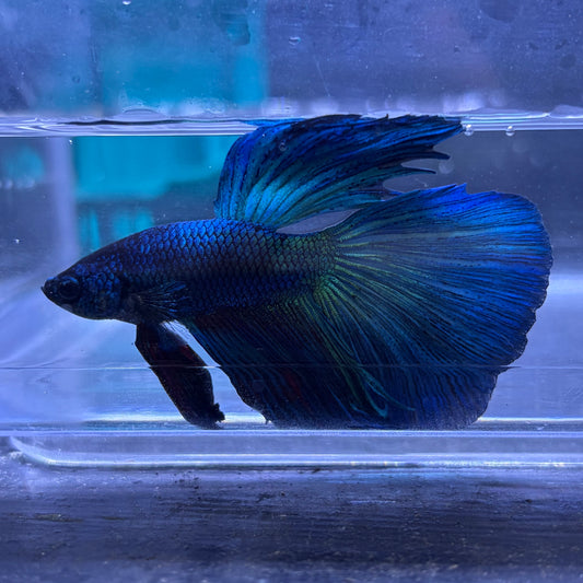 Super Delta Male Betta (Blue) Example Only - Few Available