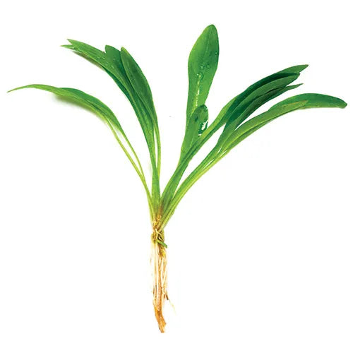 Echinodorus quadricostatus ‘Chain Sword’