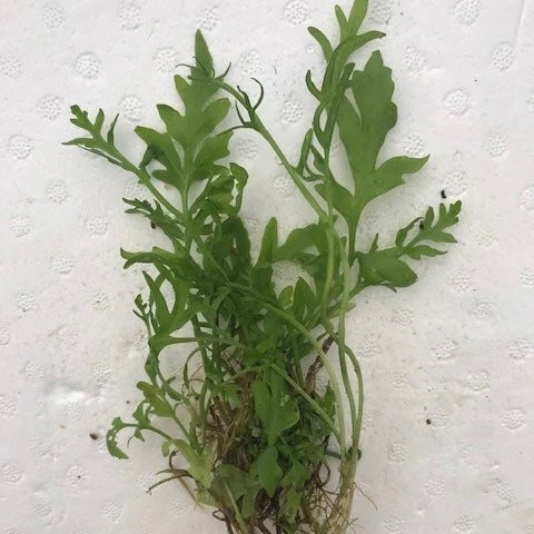 Ceratopteris cornuta "Water Sprite Course"