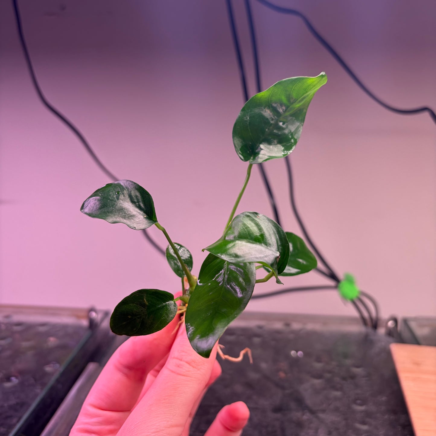 10x Small Anubias Pack Of 10
