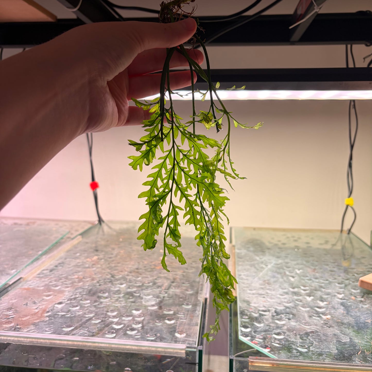 Bolbitus Fern Special 3 for $39.95