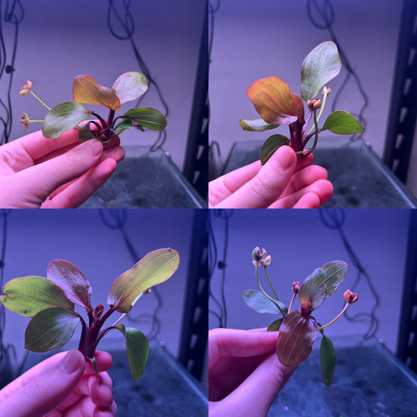 Echinodorus Radican Big Bear★