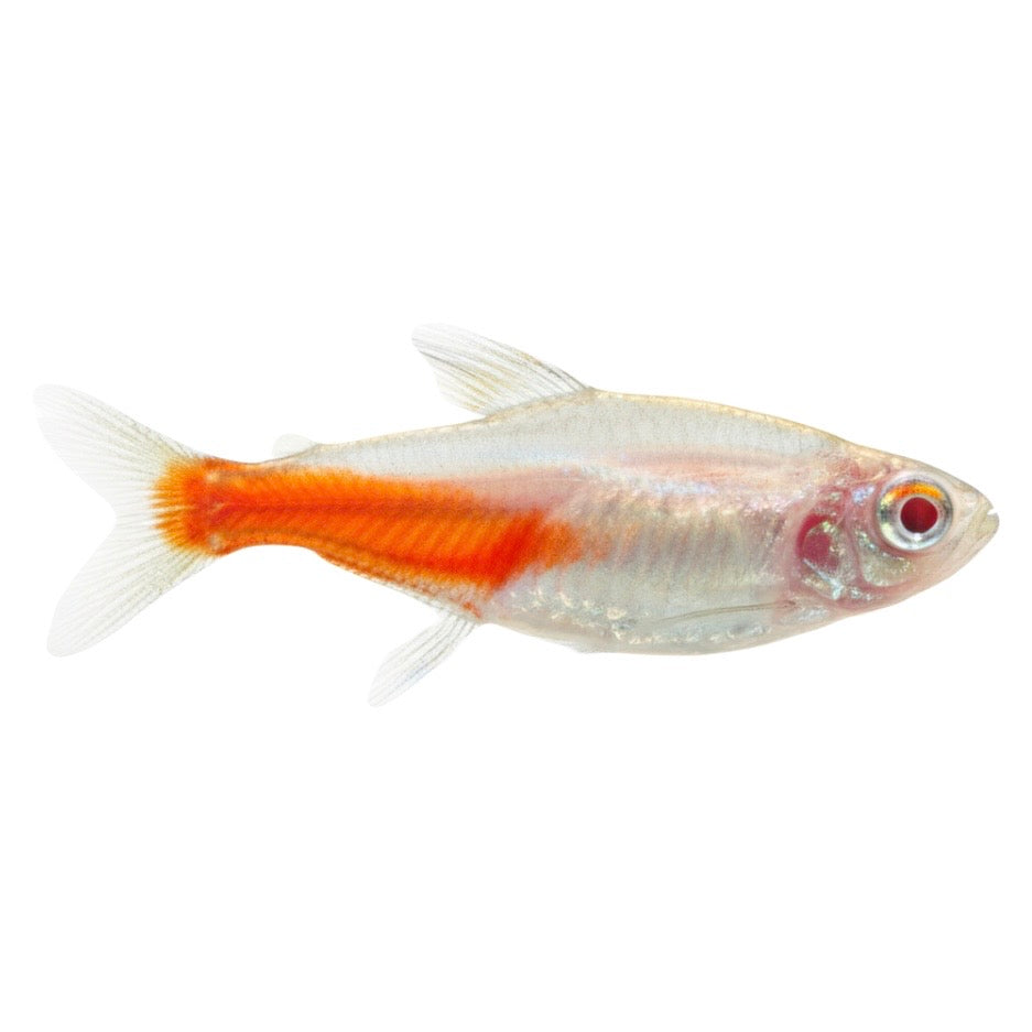 Albino Neon Tetra Paracheirodon innesi 2.5cm RARE