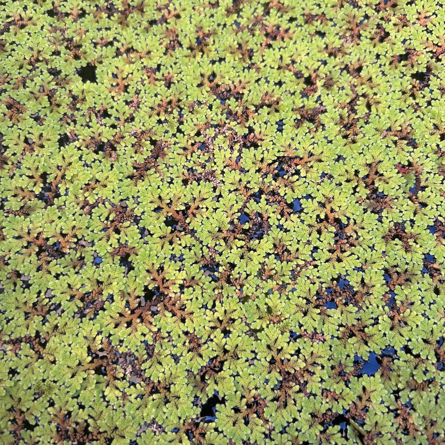 Red Azolla ‘Azolla rubra’ Aquarium Fish Tank Pond Floating Aquatic Plant