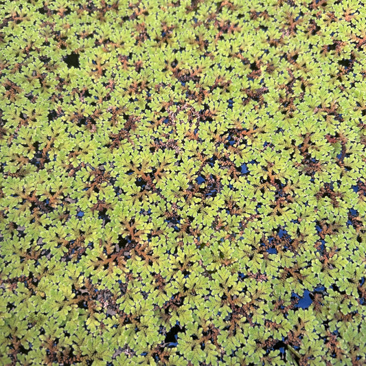 Red Azolla ‘Azolla rubra’ Aquarium Fish Tank Pond Floating Aquatic Plant