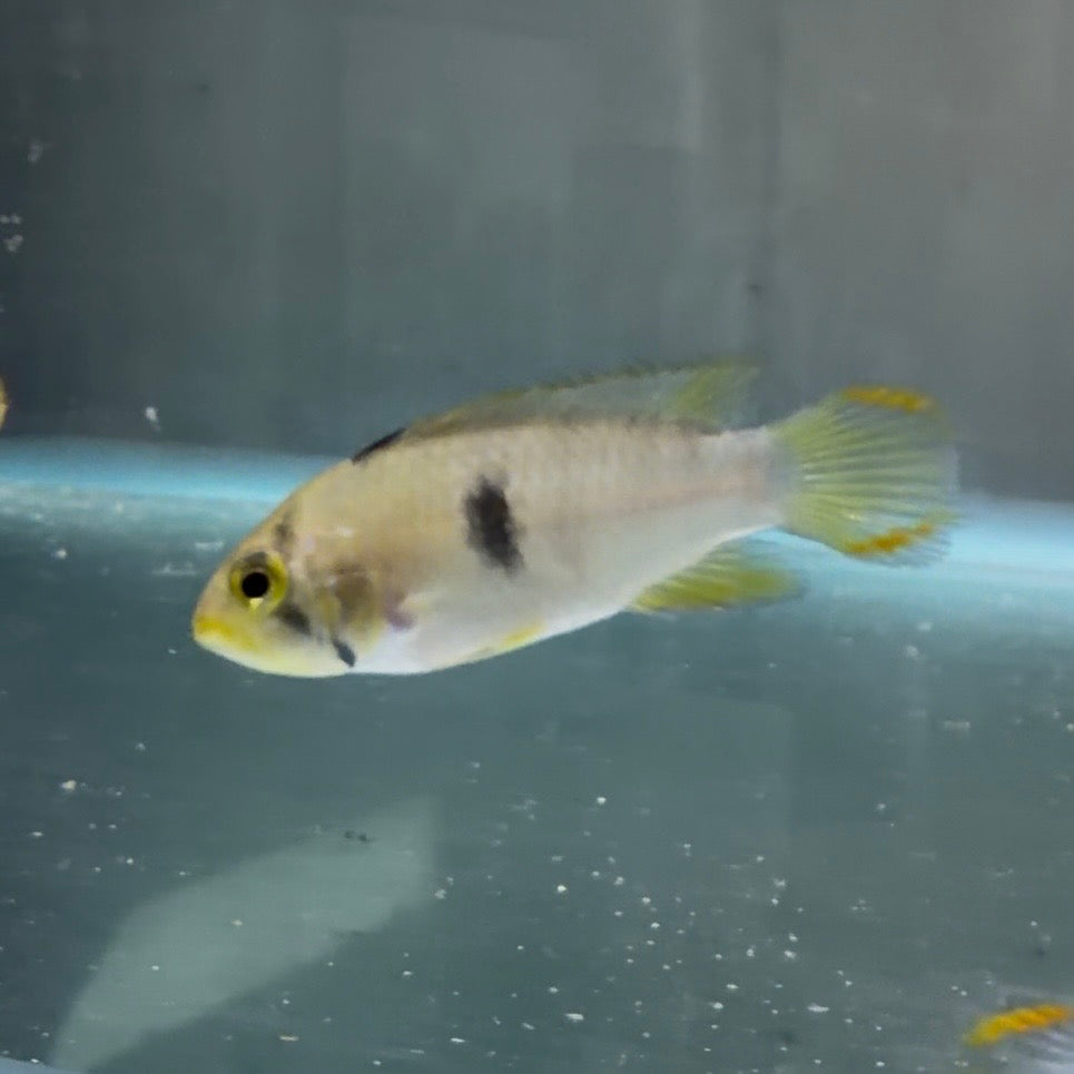 Apistogramma panduro 3.5cm