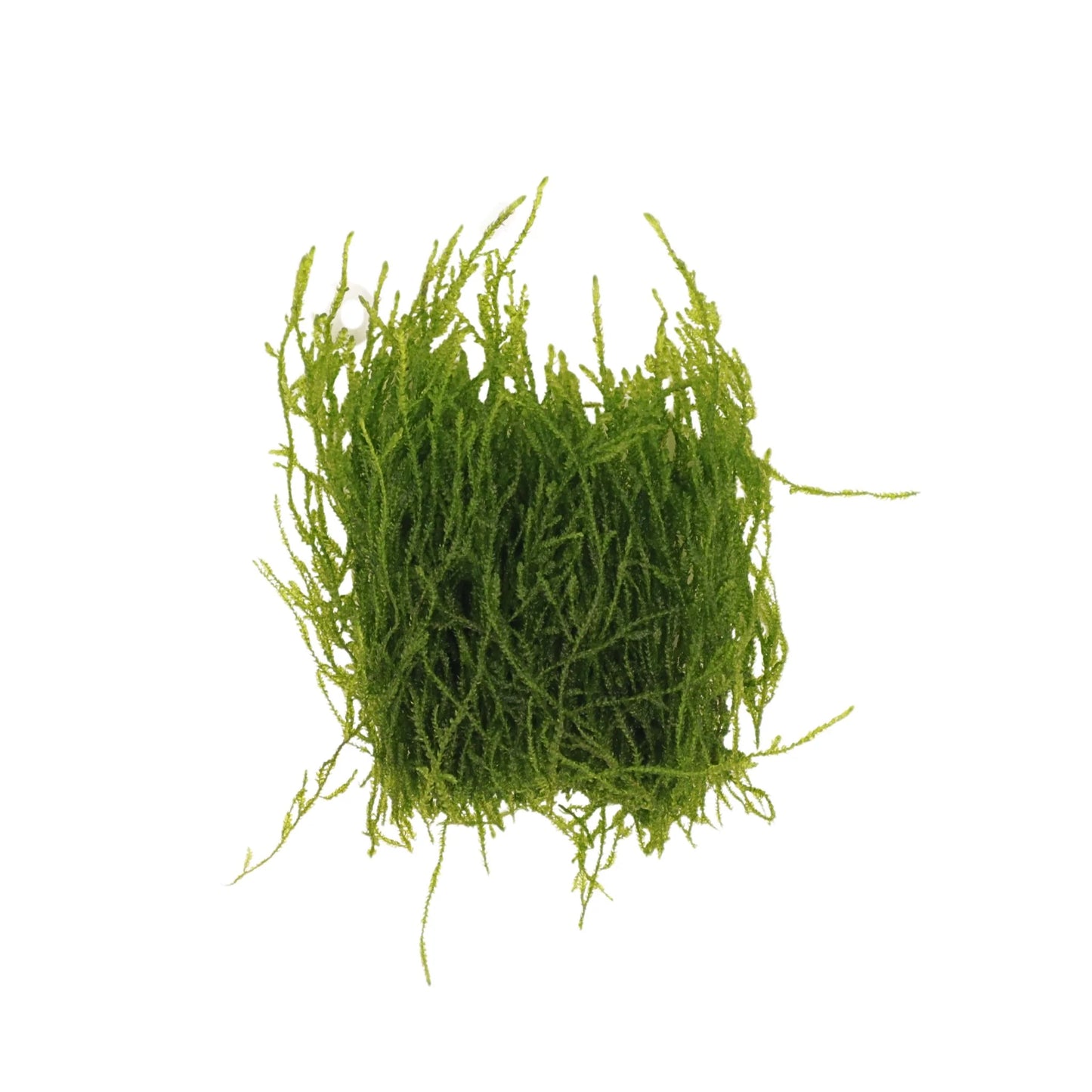 Flame Moss - AquaLabs