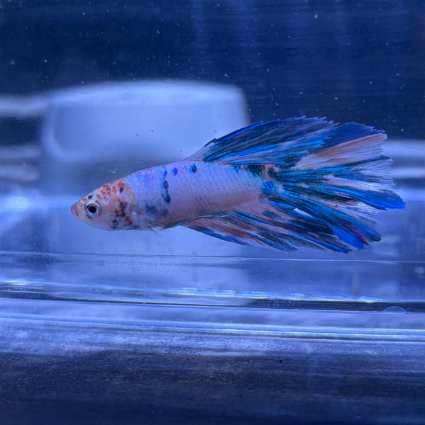 Halfmoon Multicolour/Koi Male Betta 3.5cm (G)