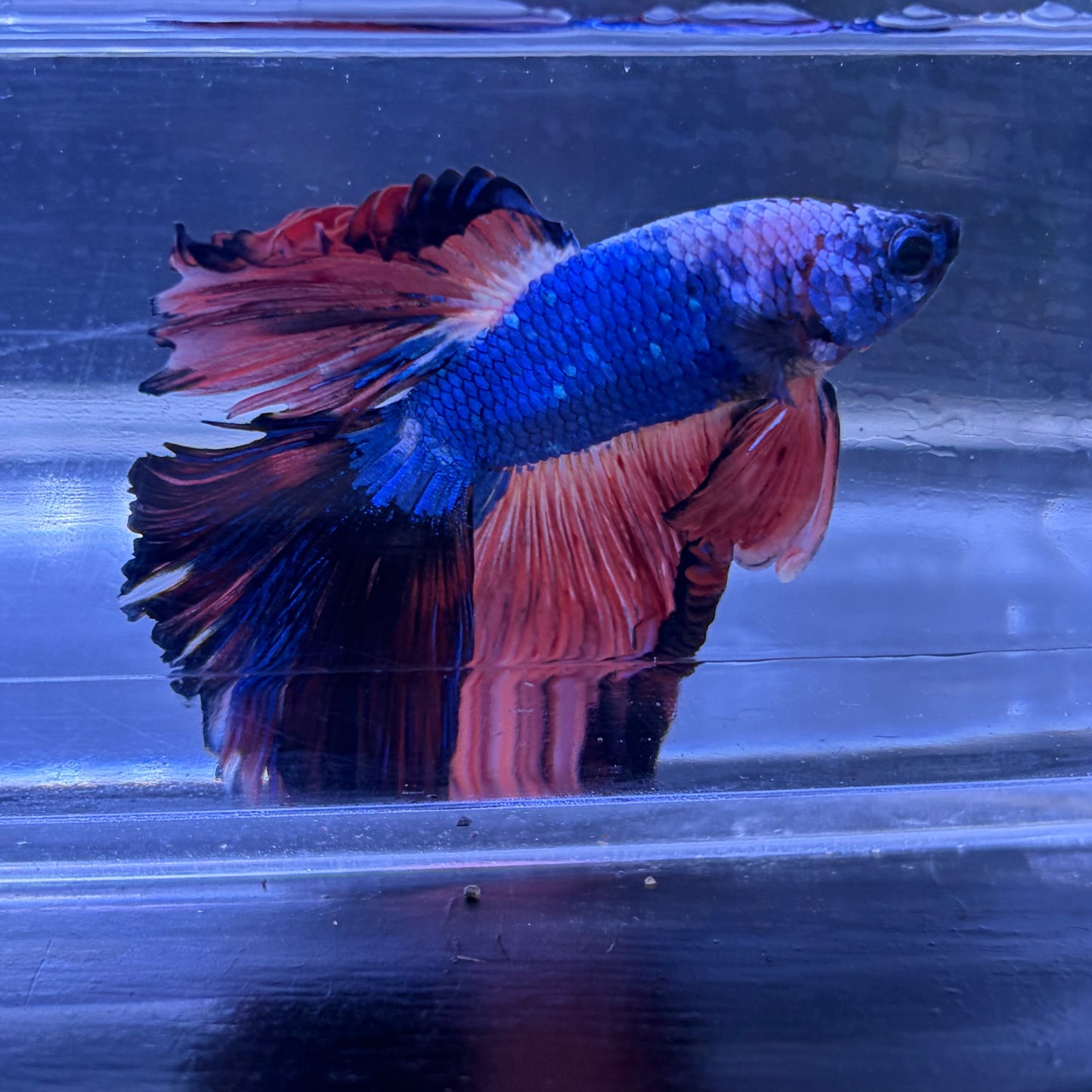 Super Delta Tail Male Betta 3.5cm (E)