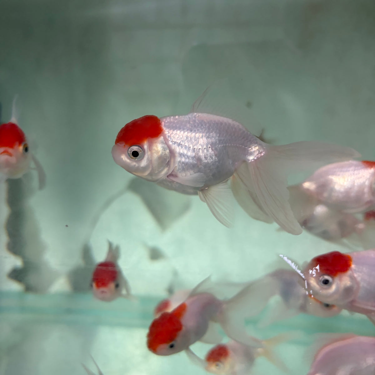 Red Cap Oranda Goldfish 7cm