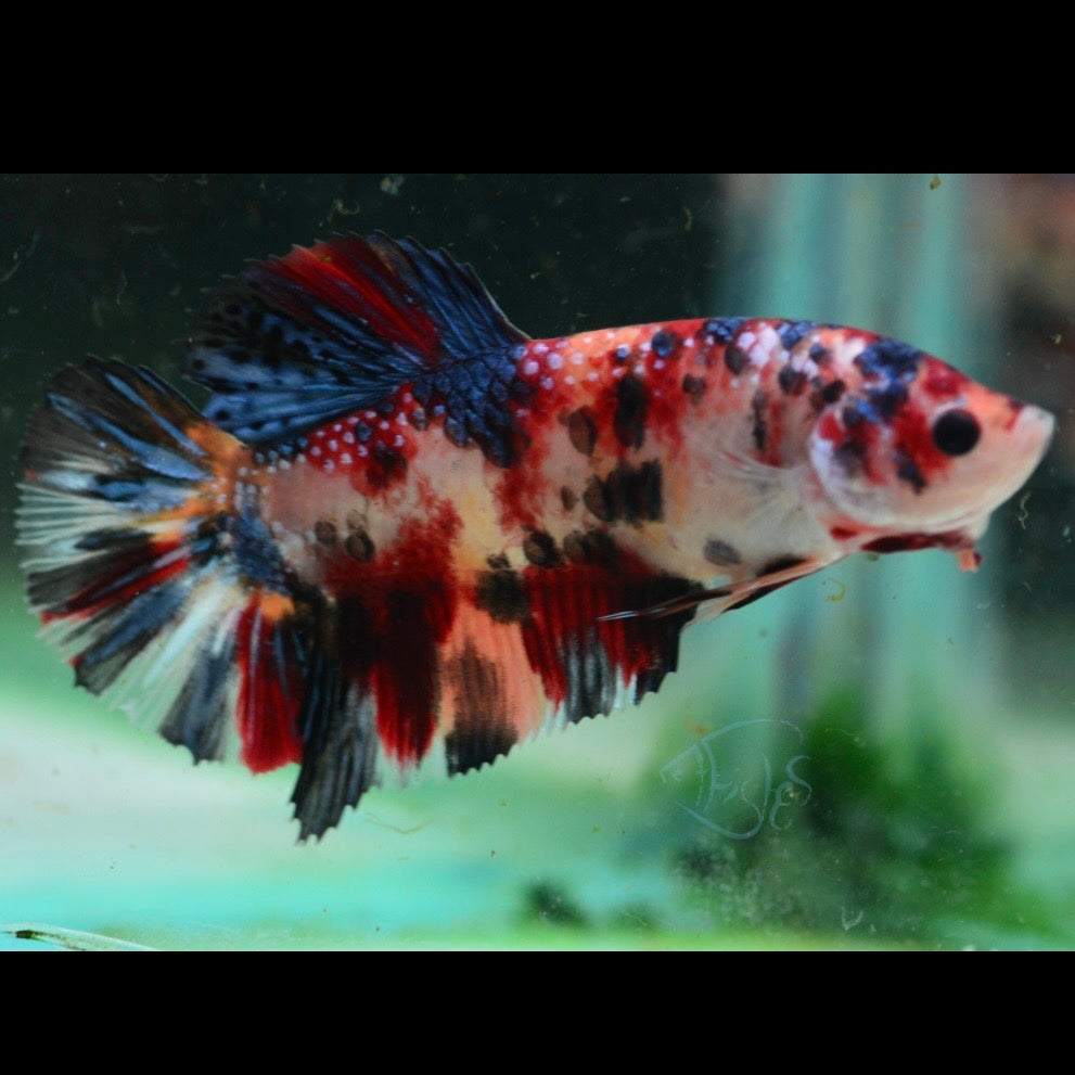 Giant HMPK Female Betta 5cm