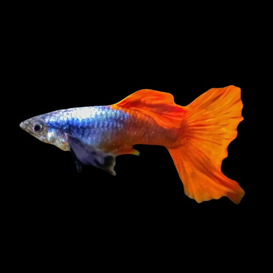 Platinum Red Tail Male Guppy 3cm