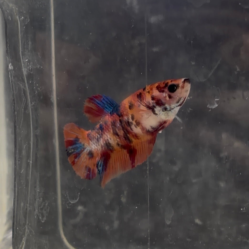 Halfmoon Koi Betta Female 3.5cm (Random Selection)