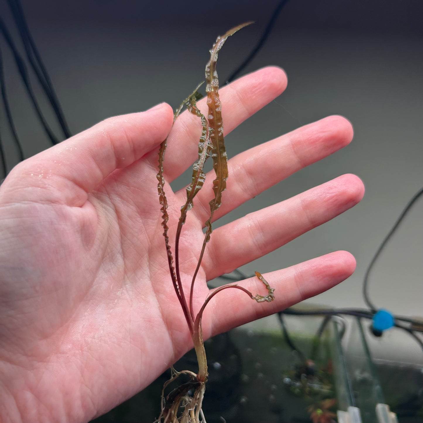 Crypt Balansae Red - Rare ★