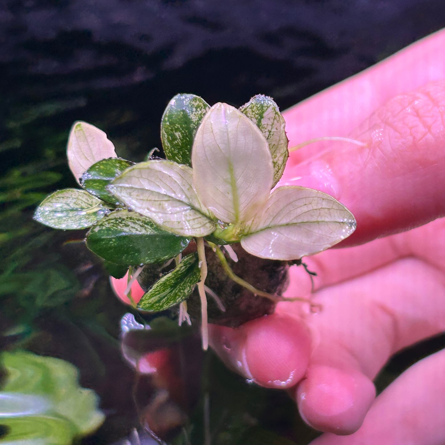 Anubias Nana Petite White 3-4+ Leaf - Aquarium Fish Tank Aquatic Plant