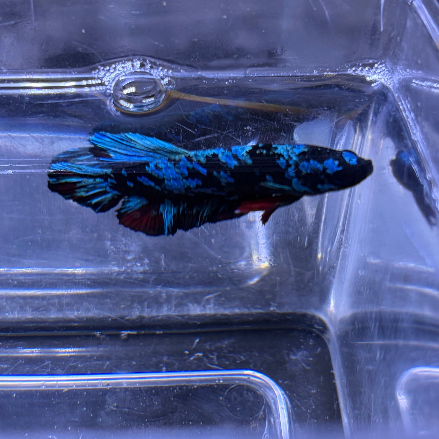 Blue Avatar Male Betta 3.5cm (B)