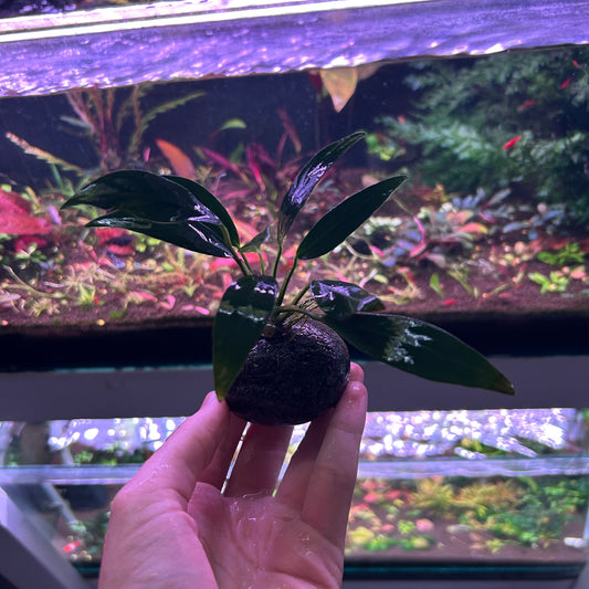 Assorted Anubias On Smooth Lava Rock - Small