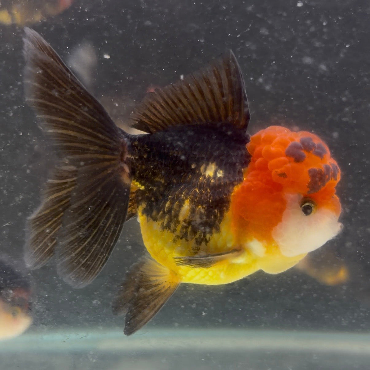 Tri Colour Oranda Tanchu 10cm