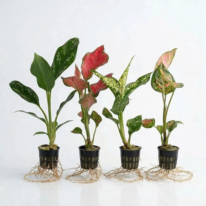 Assorted Aglaonema 4 Pack - 5cm Pot (Terrarium Only)