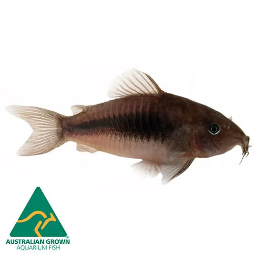 Corydoras aeneus Bronze Catfish 3.5cm