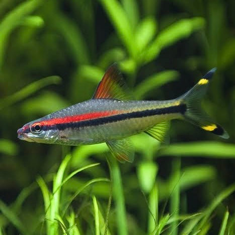 Red Line Torpedo Barb 4cm (Australian Bred)