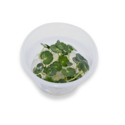 Hydrocotyle Verticillata - Tissue Culture