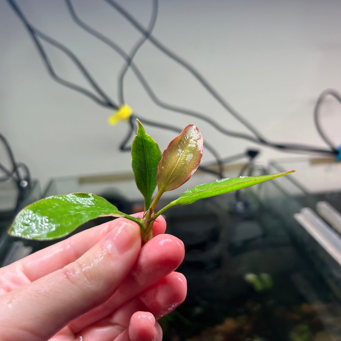Echinodorus Fancy Twist - Emersed Grown