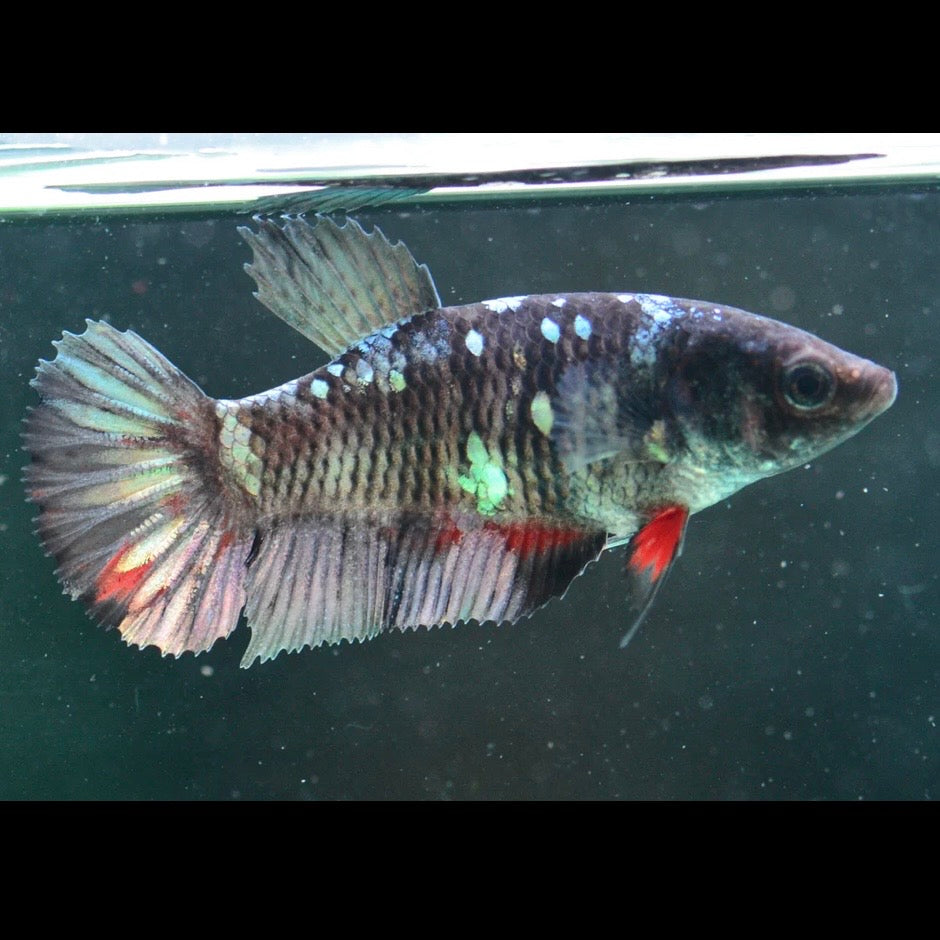 Copper Gold Avatar Halfmoon Plakat Female Betta 4cm