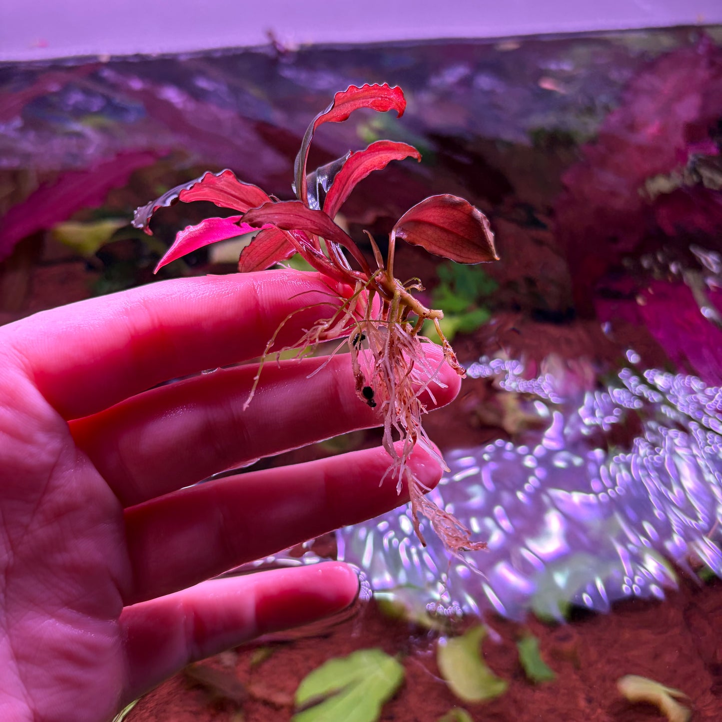 Bucephalandra Devil King