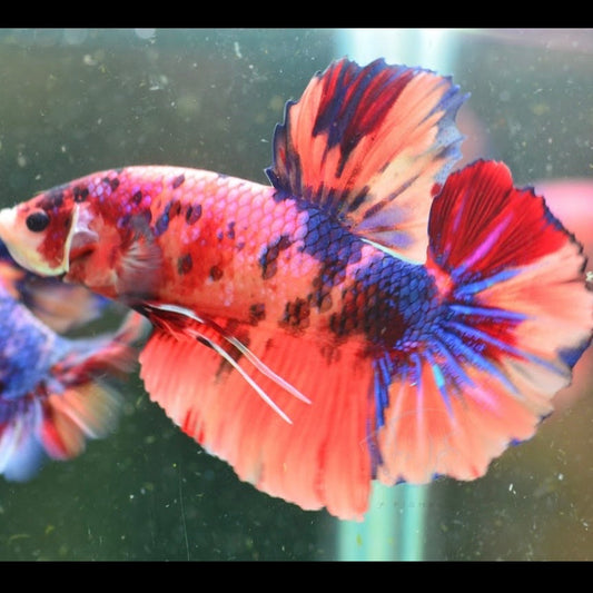 Giant Multicolour HMPK Male 6-7cm