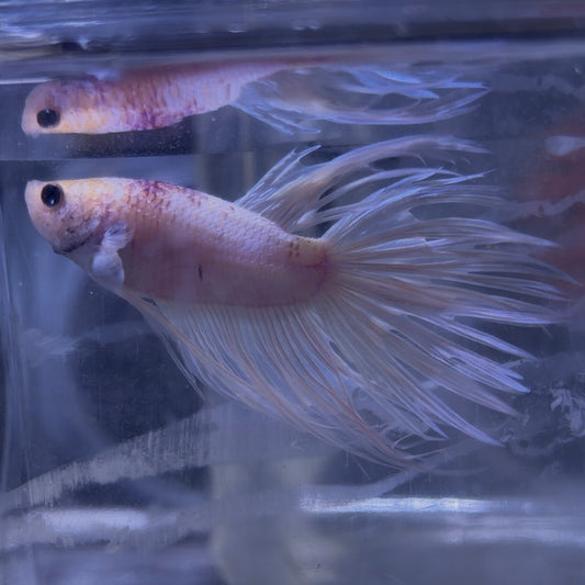 Fancy Crowntail Male Betta 3.5cm (C)