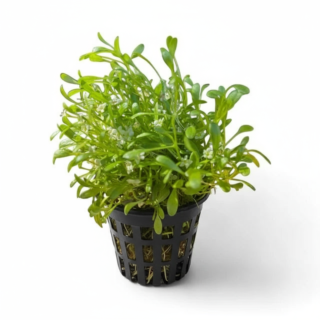 Glossostigma elatinoides