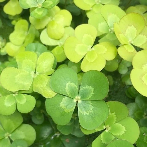 Marsilea drummondii