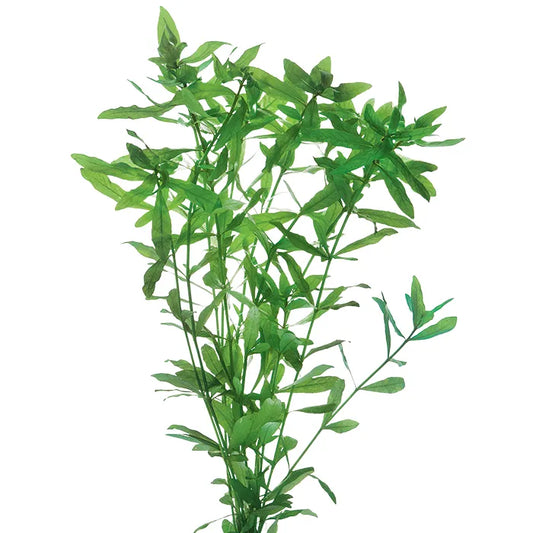 Hygrophila polysperma
