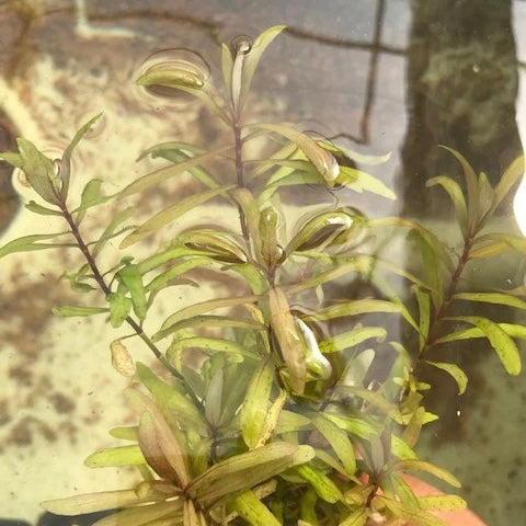 Hygrophila Ceylon