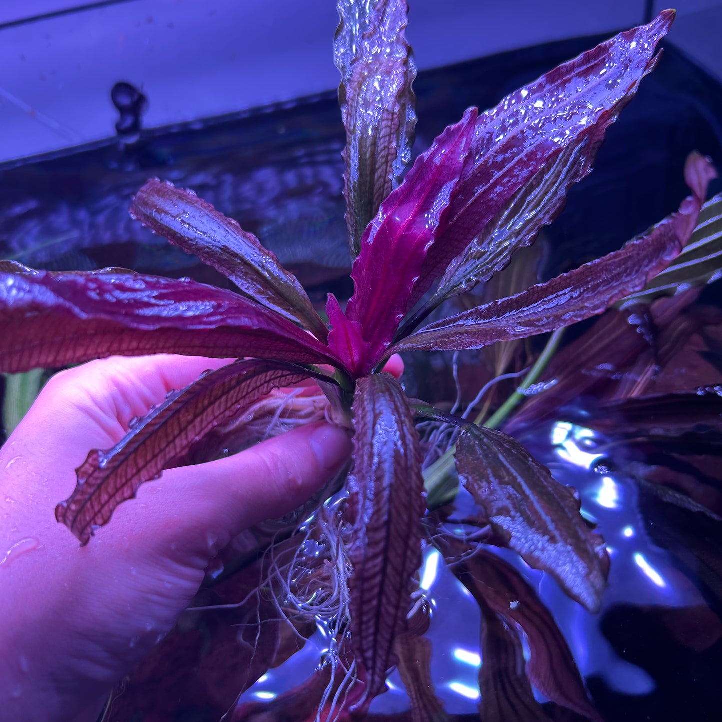 Echinodorus Pink Miracle - RARE