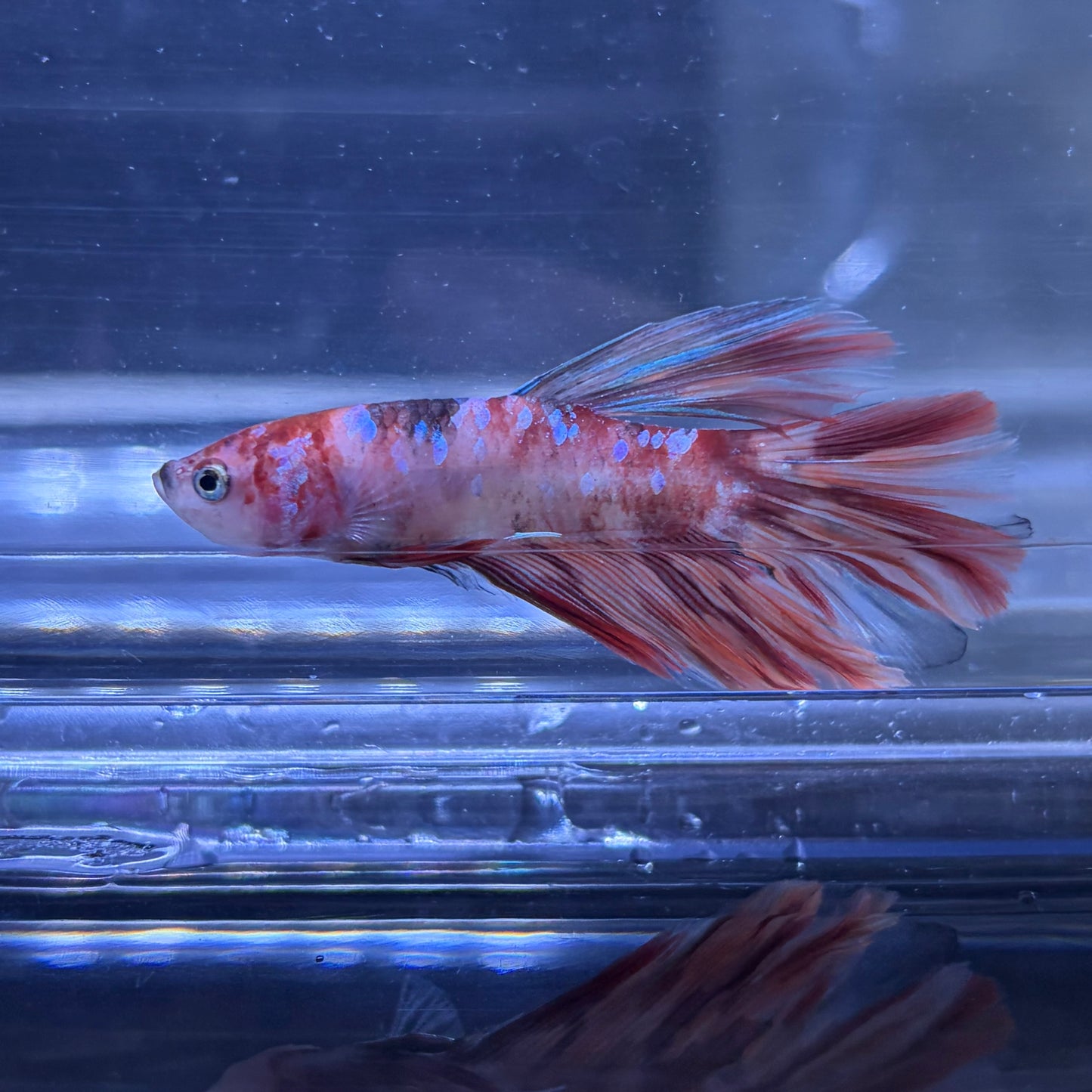 Halfmoon Multicolour/Koi Male Betta 3.5cm (M)