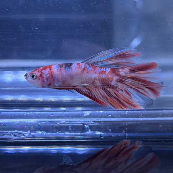 Halfmoon Multicolour/Koi Male Betta 3.5cm (M)