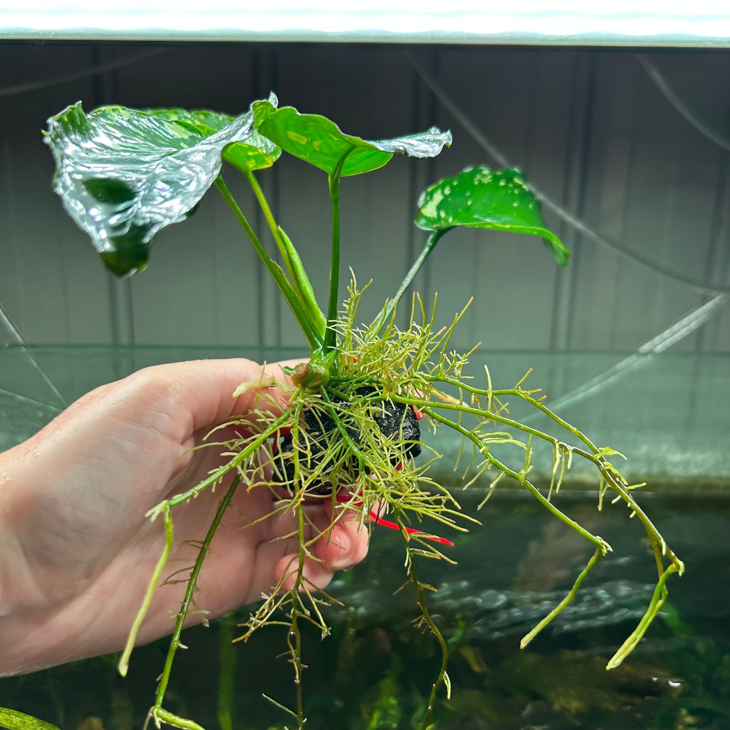 Anubias King Var ★