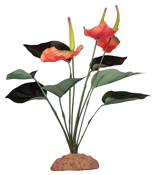 Komodo Reptile Anthurium Bush 29cm