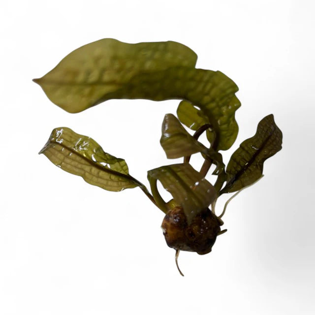 Aponogeton boivinianus - Rare Bulb