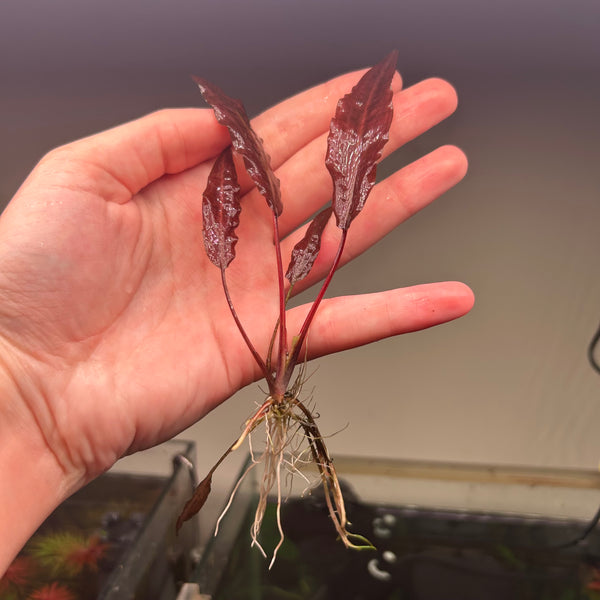 Crypt Affins Metallic Red ★