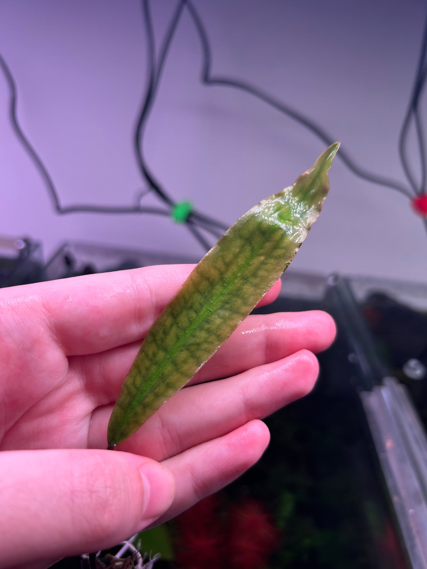 Lagenandra cherupuzhica - RARE ★