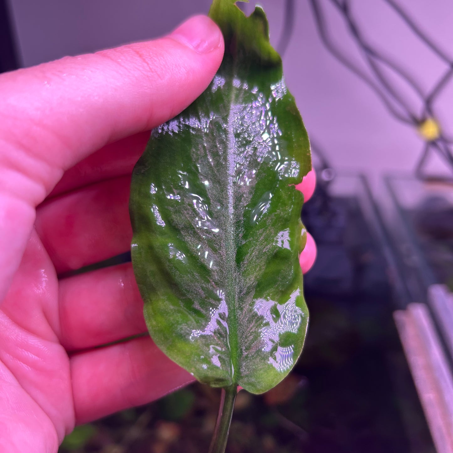 Lagenandra Silver x Pink - RARE ★